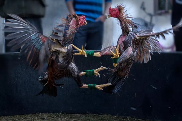 Trong những năm gần đây, hình thức đá gà trên mạng đã trở nên phổ biến hơn rất nhiều