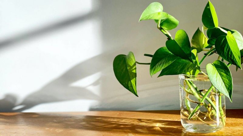 Mua hoa đặt trong phòng để hóa giải vận đen Mua hoa đặt trong phòng để hóa giải vận đen